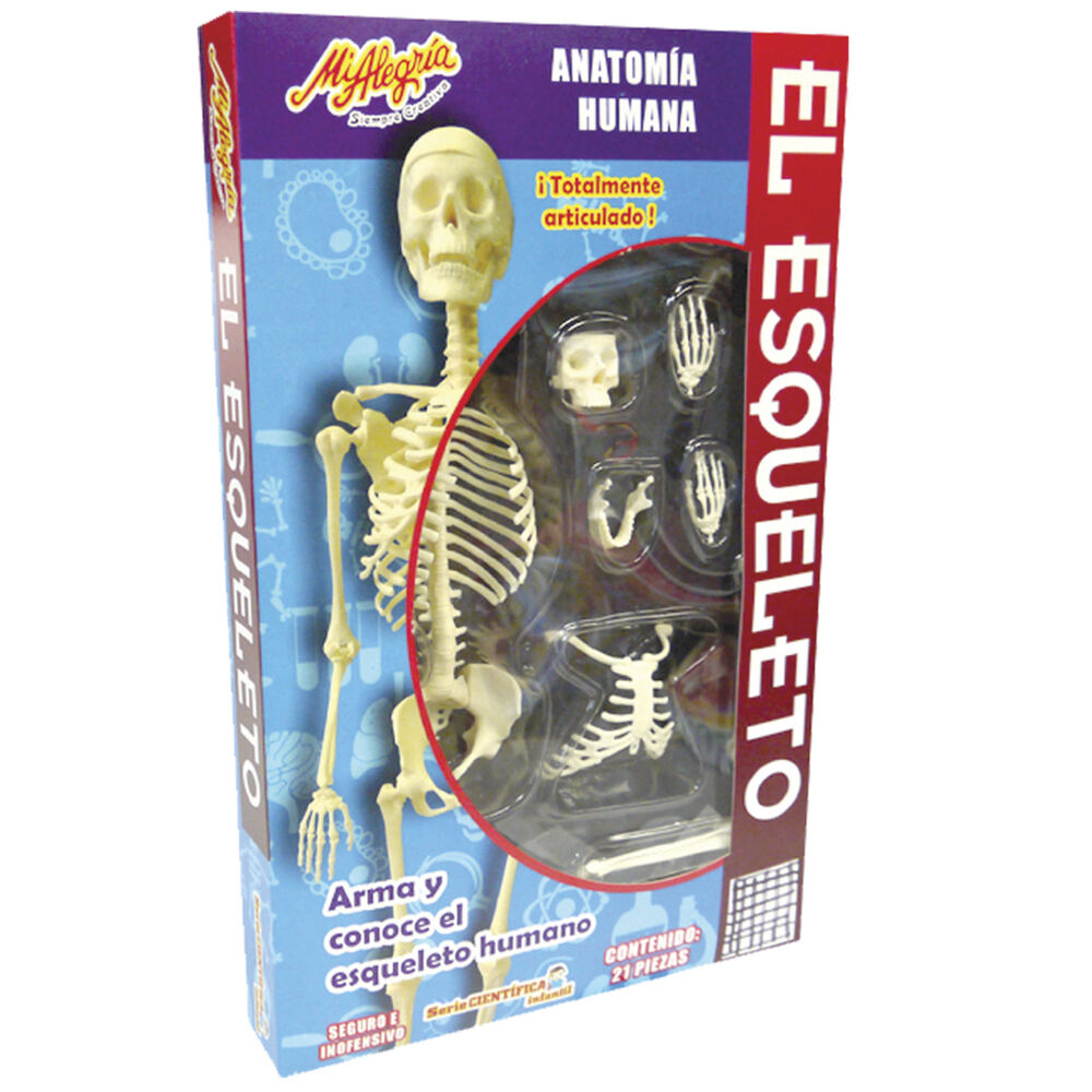 Esqueleto Humano image number 2