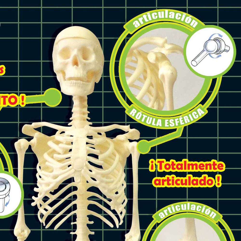 Esqueleto Humano image number 3