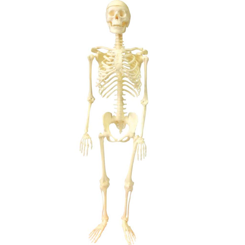 Esqueleto Humano image number 4